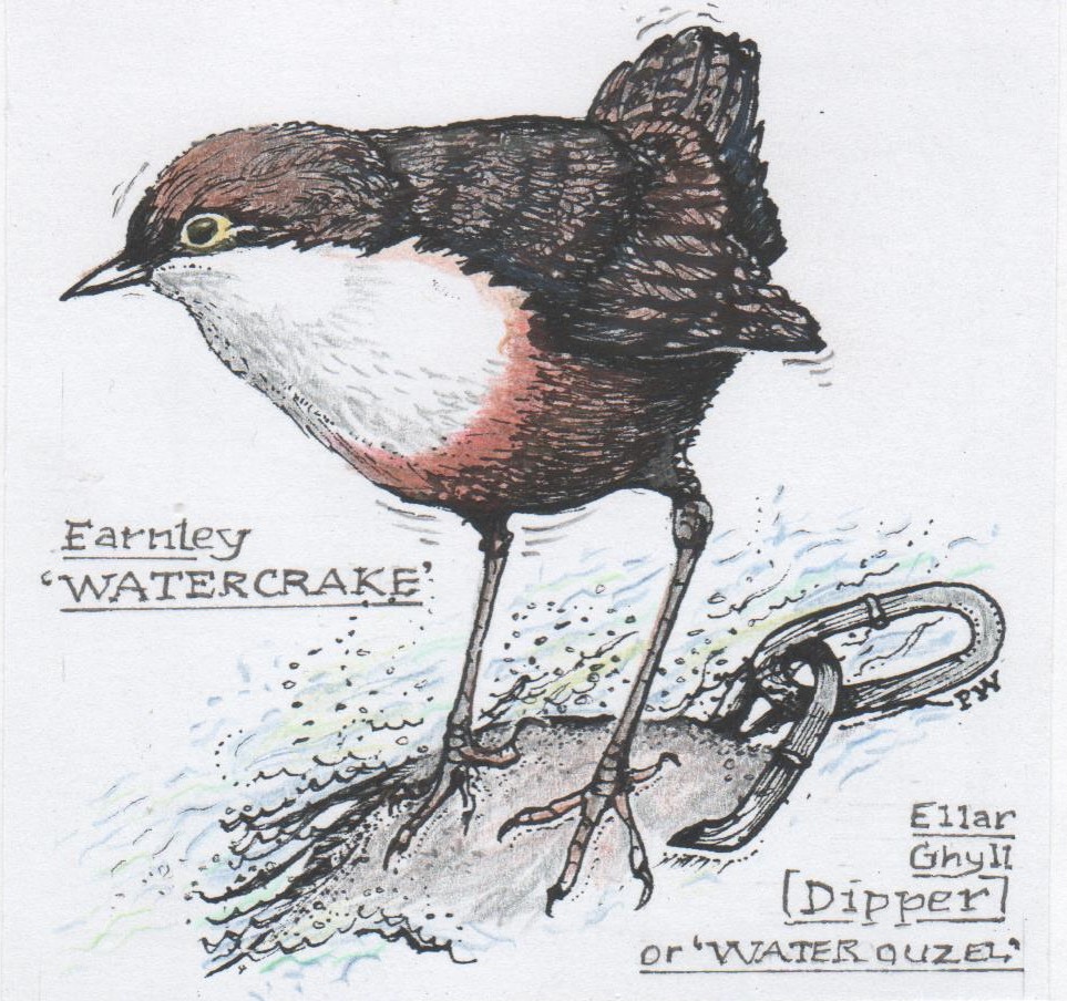 Drawing of a Dipper perched in the middle of a stream at Ellar Ghyll, in tuypical forward bobbing pose, ready to dive on its aquatic food. By Paul Wood.