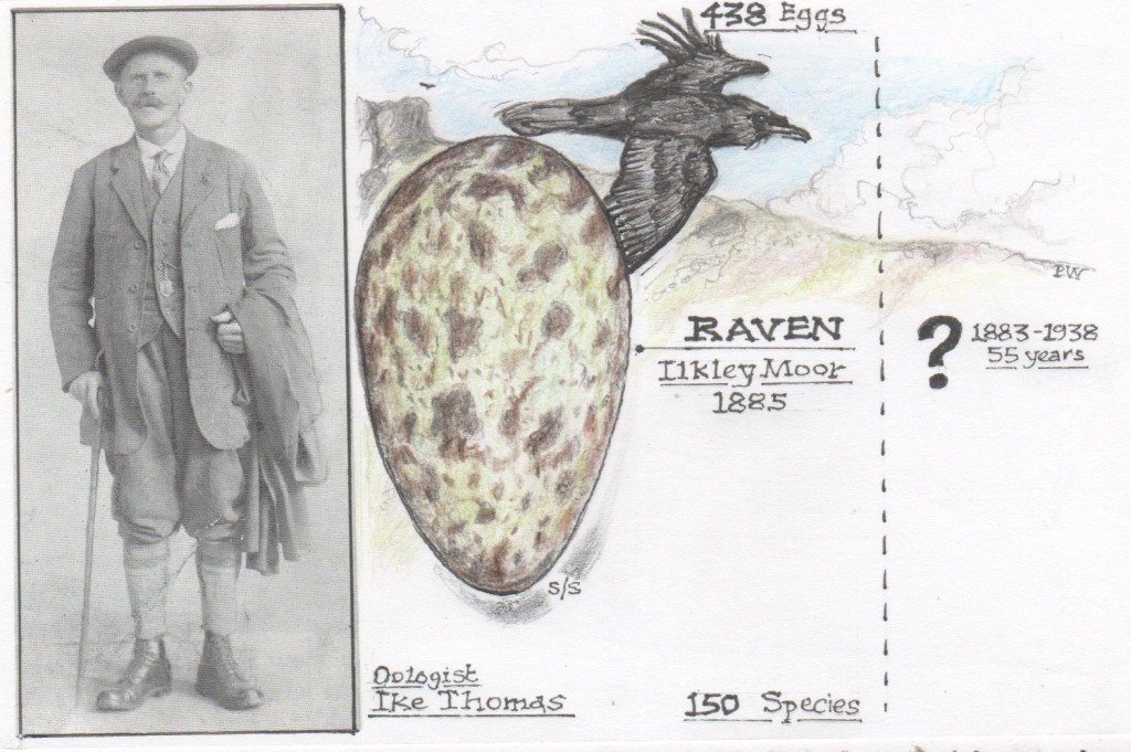 Photograph of the egg collector Ike Thomas, in tweeds with flat cap and walking stick, puttees or gaiters and sturdy walking boots. Also a drawing by Paul Wood of a Raven's egg, this example taken from Thomas' own collection in Otley Museum.
