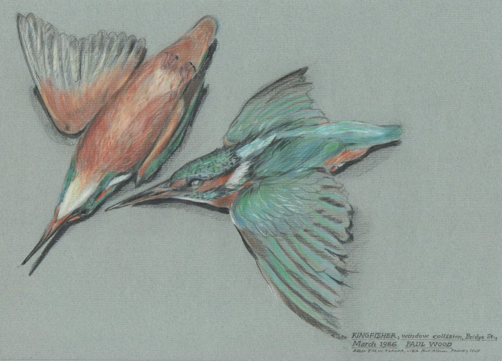 Drawing of an ill fated kingfisher which crashed into the Annexe windows at Otley All Saints school in March 1986. Drawn by Paul Wood at the time.